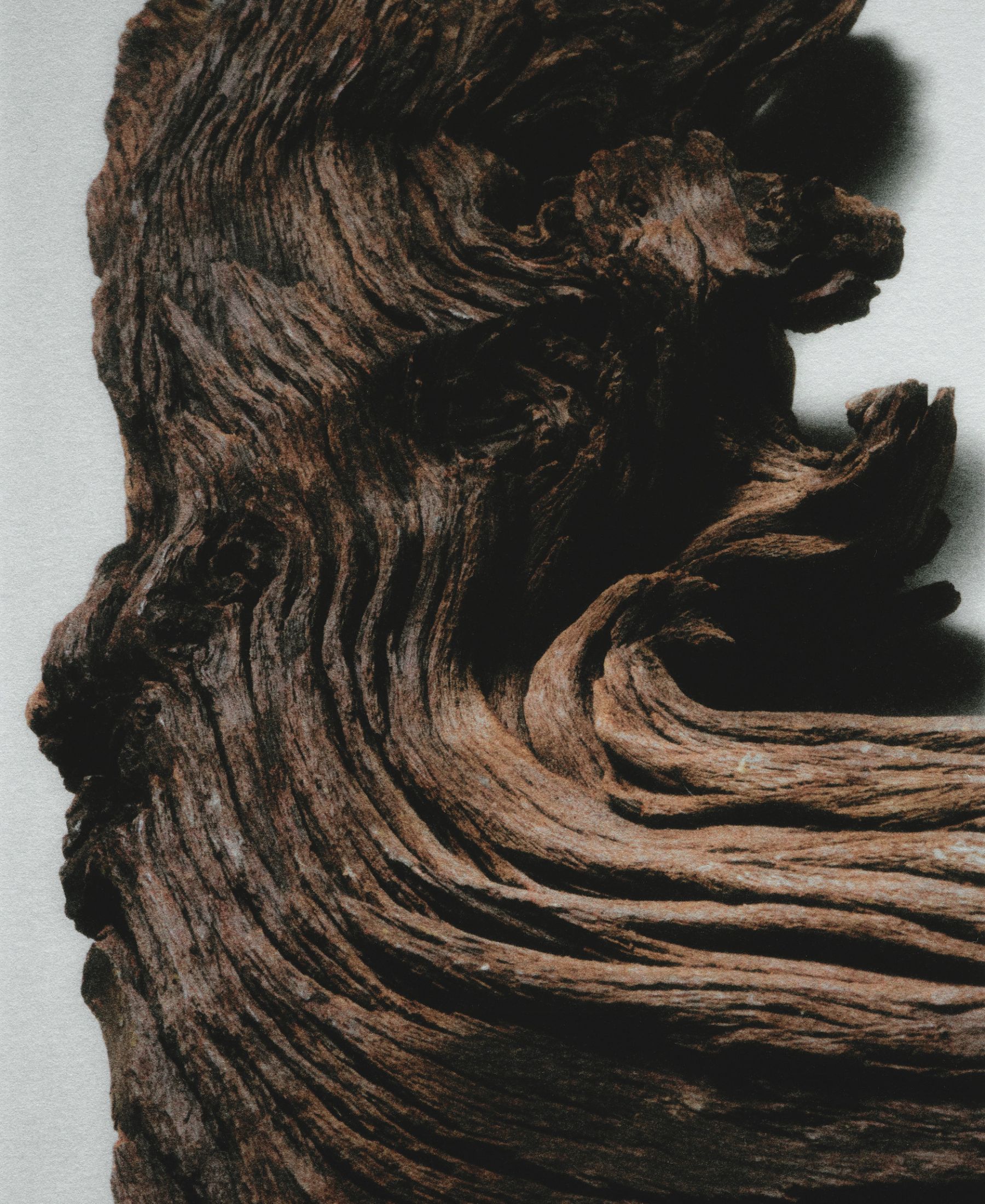 Close study of weathered dark wood, its deep grain and folds echoing the textures explored throughout Beauty, Up Close.